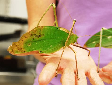 giant malaysian katydid|The Song Of The Katydid